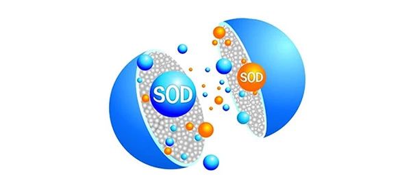 超氧化物歧化酶（ SOD ）