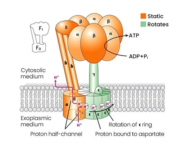 ATP质子泵