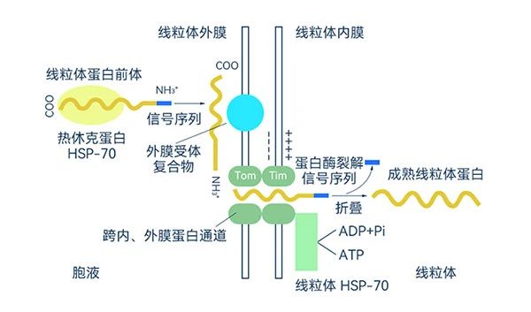 热休克蛋白合成