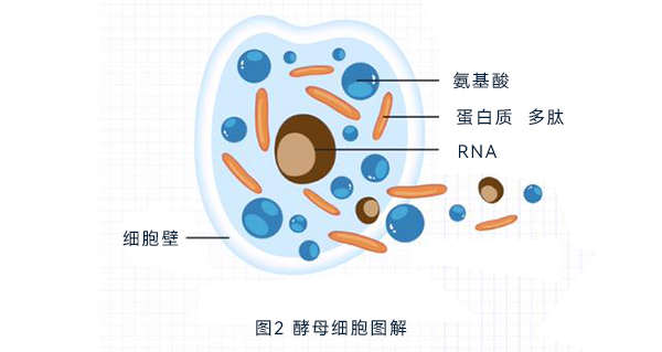 酵母细胞图解