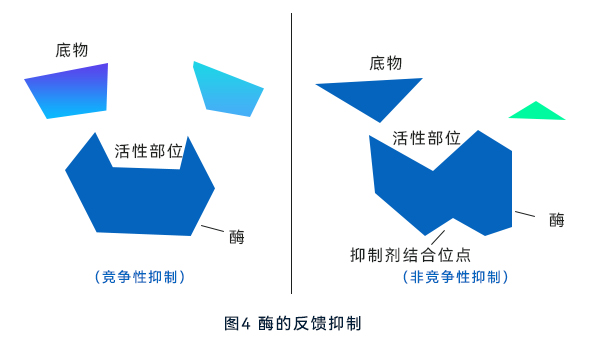 酶的反馈抑制