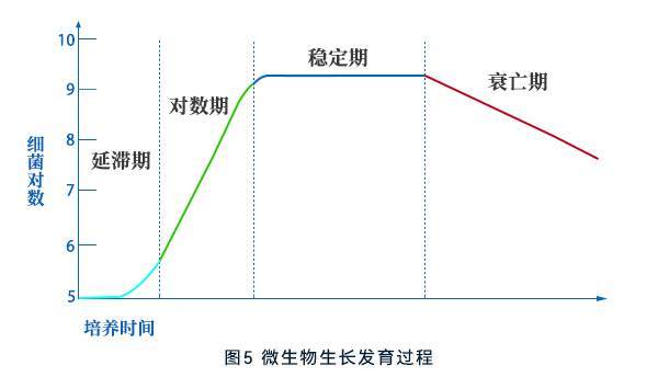 微生物生长发育过程