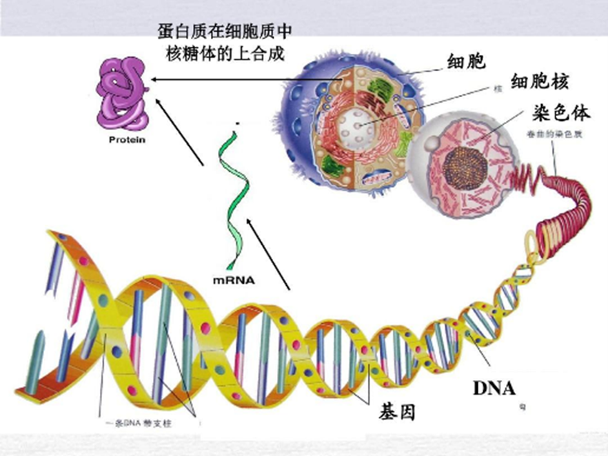 生物反应器