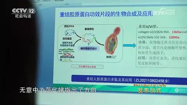 类人胶原蛋白项目